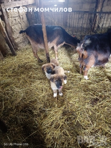 подарявам , снимка 2 - Други - 52387377