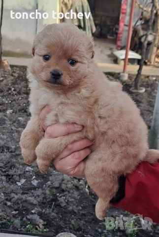 Две сладурани си търсим дом!!!, снимка 3 - Други услуги - 53168115