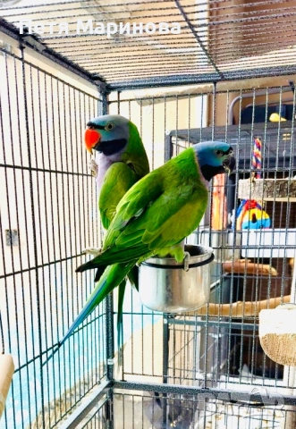 Двойка Китайски Александри с пръстени и сертификати, снимка 3 - Папагали - 53238335