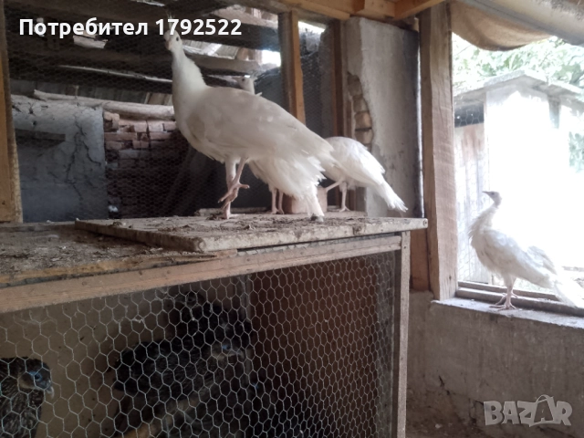 Бели пауни 2025 , снимка 3 - други­ - 51894135