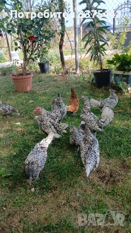 сребърен зибрайт , снимка 1