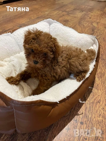 Пудел Той, снимка 2 - Търси партньор - 53566391