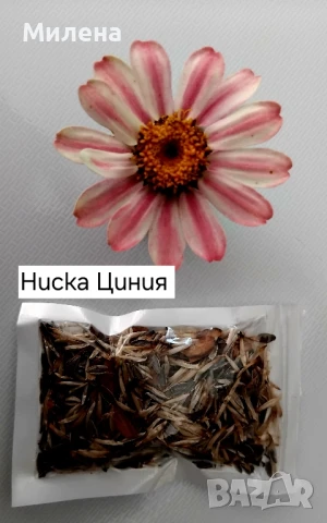 Семена за едногодишни цветя , снимка 7 - Сортови семена и луковици - 51341019