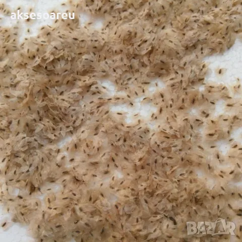 400 Качествени семена от медоносно дърво пауловния томентоса за пчелари дървен материал и сянка , снимка 16 - Сортови семена и луковици - 50391176