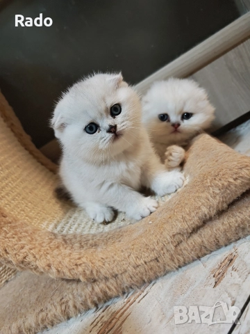 Клепоухи и правоухи сребърни чинчили 