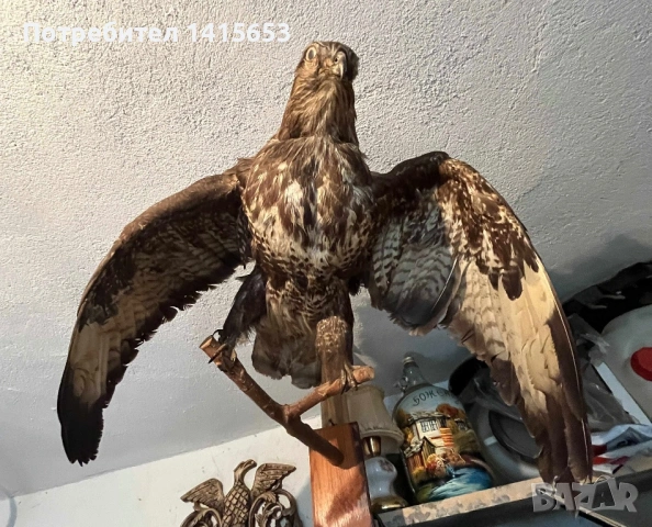 Продавам препарирана птица