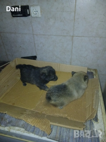 Mini wpicove, снимка 8 - Шпиц - 53598502