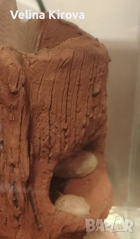 Аквариум със сомчета, снимка 4 - Рибки - 53145009