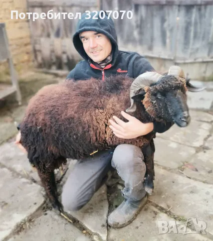 Медночервен шуменски коч овен овца МЧШ, снимка 1