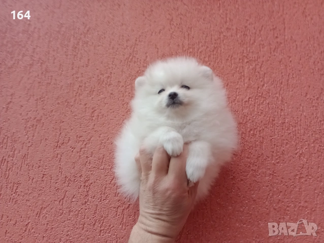 Померан. Реални снимки от 01.02.26 г. , снимка 2 - Померан - 53307052