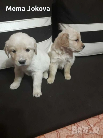 голдън ретривър бебета, снимка 2 - Голдън ретривър - 53133103