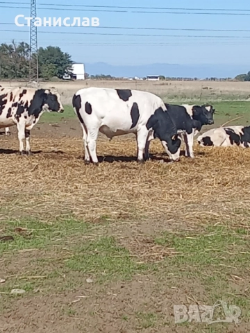 Продавам телешко месо 