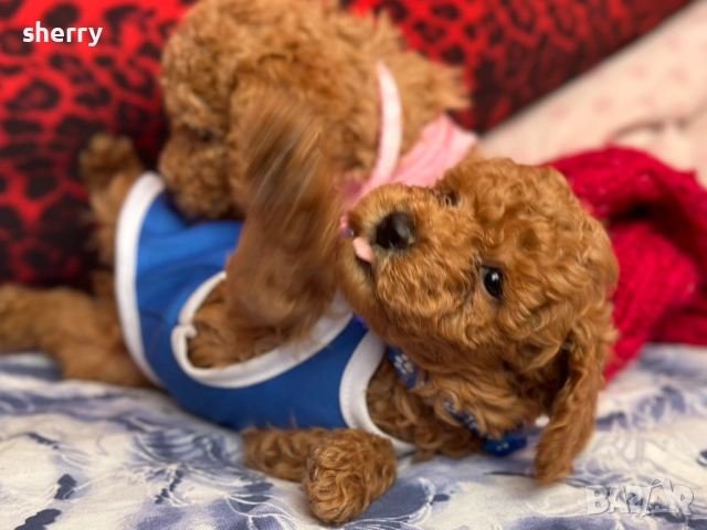 Пудел Той, снимка 1