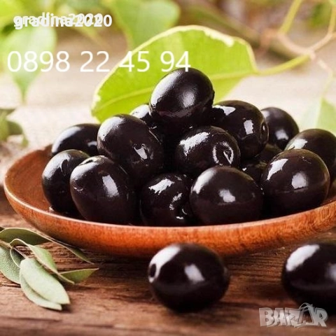 Маслина- Налични 3  сорта  