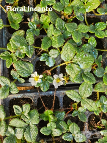 🍓Многогодишни ягоди Селва🍓, снимка 5 - Разсади - 53123249