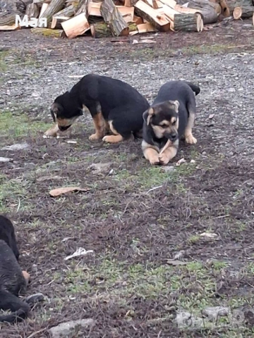 Бебета копойчета, снимка 2 - Други - 52566062