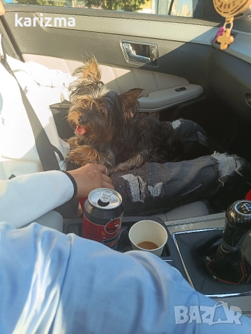 Йорки 🐕🐕🐶, снимка 2 - Йоркширски териер - 52902241