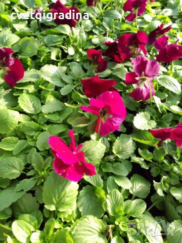 Viola Rose(Виола Роза), снимка 3 - Градински цветя и растения - 43571880