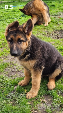 Немска овчарка женска 