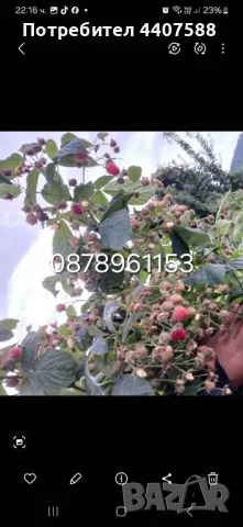 Разсад ягоди целогодишни , снимка 17 - Разсади - 49716826