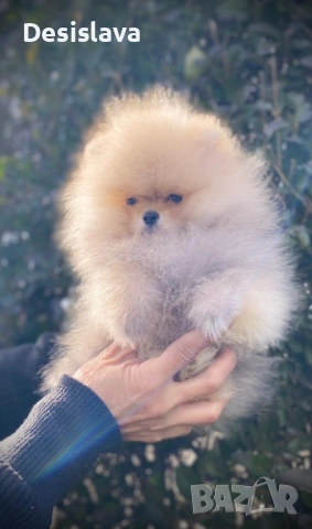 Мини померан