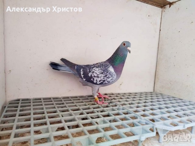 Спортни гълъби , снимка 7 - Гълъби - 30973040