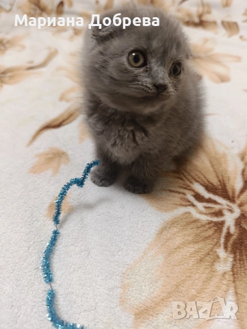 Шотландско клепоухо коте , снимка 4 - Британска късокосместа - 52893687