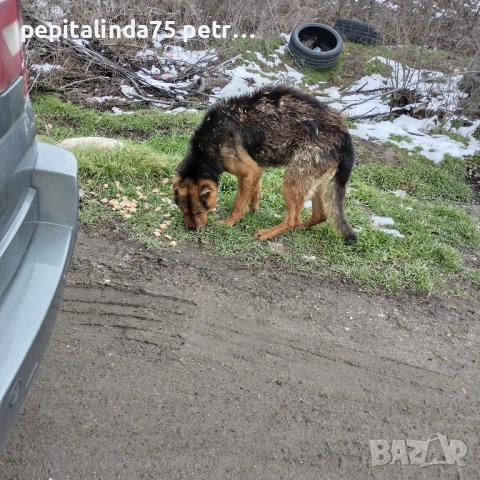 Спешно осинови куче помогни, снимка 2 - Немска овчарка - 53593375