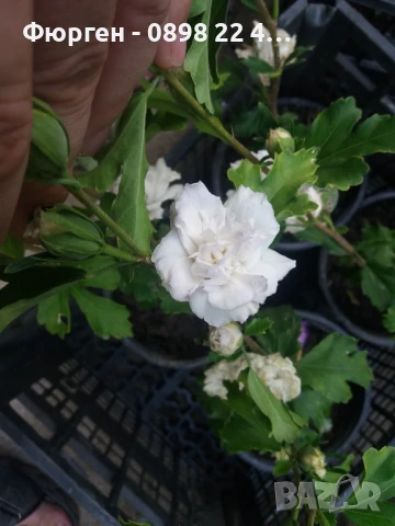 Хибискус Кичест - Дървовидна Ружа, снимка 5 - Разсади - 46564855