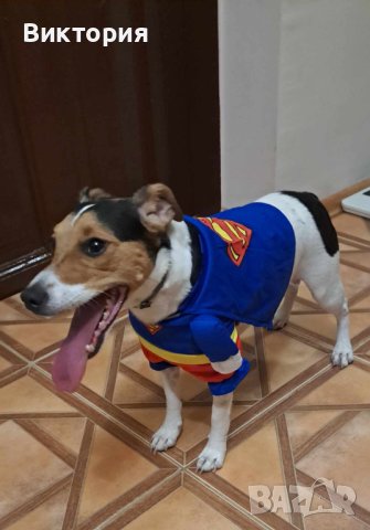 Весели дрешки за кучета- супергерои Superman/ Bathman /Wonder woman, снимка 5 - За кучета - 40685243