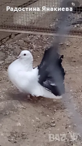 Продавам гълъби, снимка 2 - Гълъби - 48772224