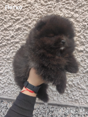 Мини померан, снимка 8 - Померан - 52920857