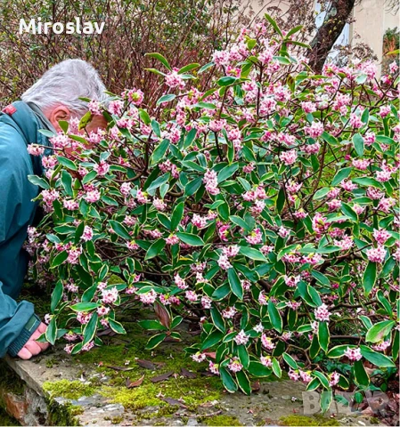 Дафне Ауреомаргината, снимка 3 - Градински цветя и растения - 51224521