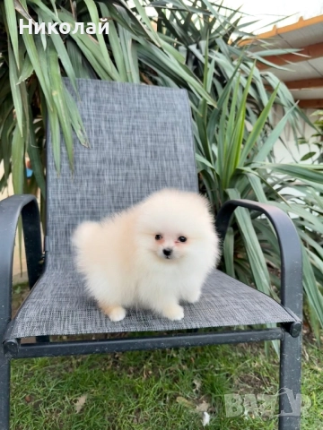 Померан мини момче със втора ваксина, снимка 3 - Померан - 52930855