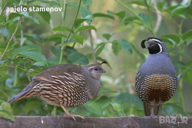 Калифорнийски пъдпъдъци, снимка 8 - други­ - 38266942