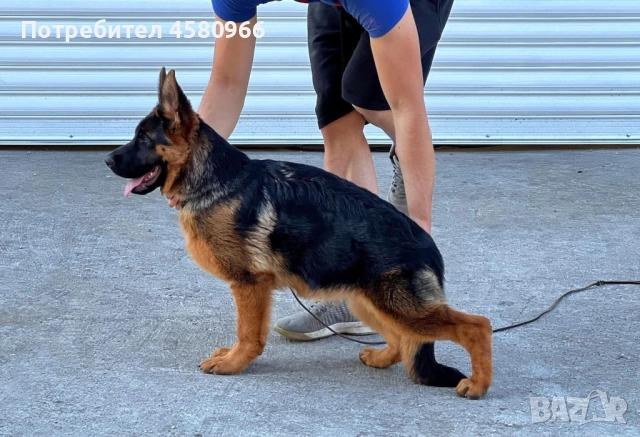 Елитни Немски Овчарки , снимка 2 - Немска овчарка - 51968712