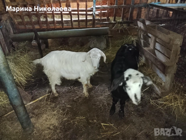 Коза и пръч за разплод , снимка 2 - Кози - 53478328