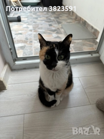 Търсим дом на женско котенце - Галакси