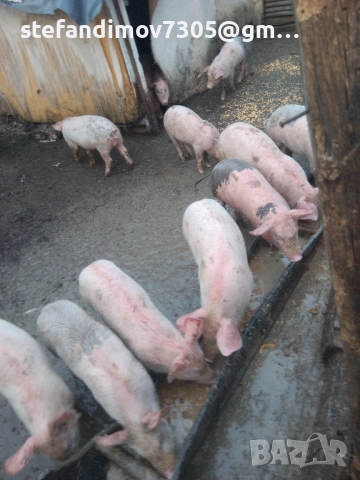 малки прасенца над 25кг., снимка 2 - Прасета - 51862790