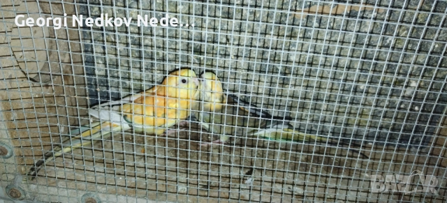 Продавам пойни страки, снимка 3 - Папагали - 52685447