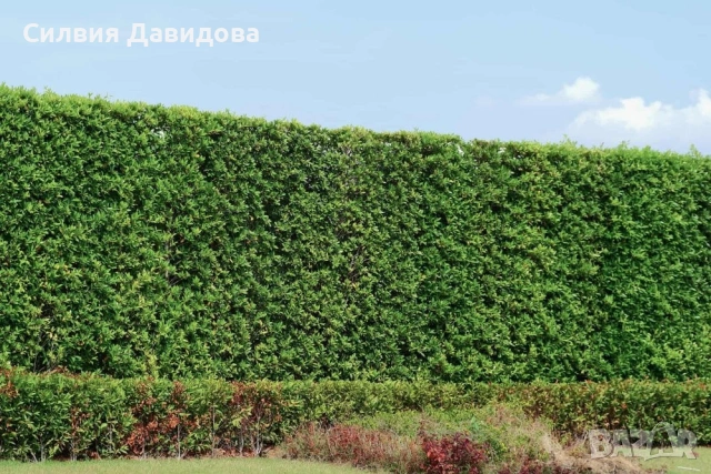 Лигуструм , снимка 10 - Други - 53559675