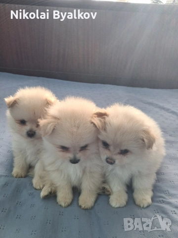 продават се кучинца шпиц померан 2 момчита и 1 момиче, снимка 4 - Други животни - 52914851