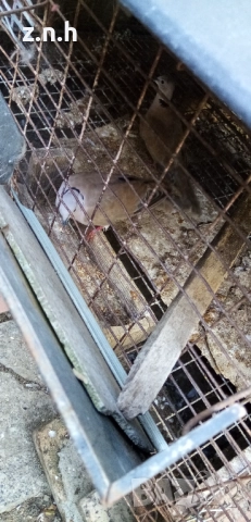  Пеещи гугудки скумрийки, снимка 3 - Патици и гъски - 51812986