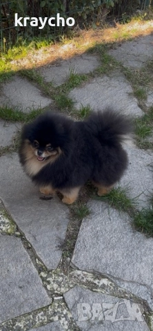 Померан мъжки, снимка 6 - Померан - 52859631