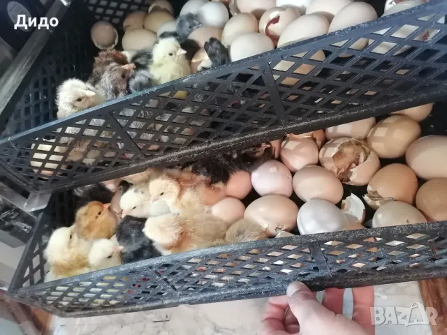 Еднодневни пилета/бройлери, снимка 1