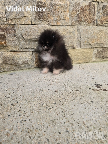 Мини Померан момиче , снимка 3 - Померан - 53415560