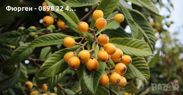 Японска мушмула (Eriobotrya japonica, Loquat) Размер 10-20см за 12лв и около 80см за 35лв  , снимка 4 - Разсади - 39759581