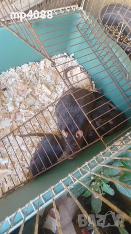 плъхчета, снимка 2 - Други - 52871182