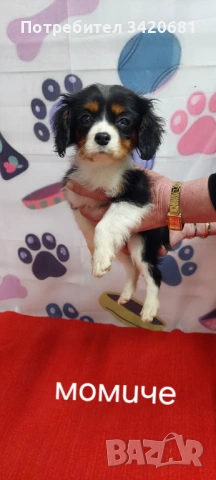 Кавалер кинг чарлз шпаньол , снимка 3 - Кавалер кинг чарлз шпаньол - 53398733