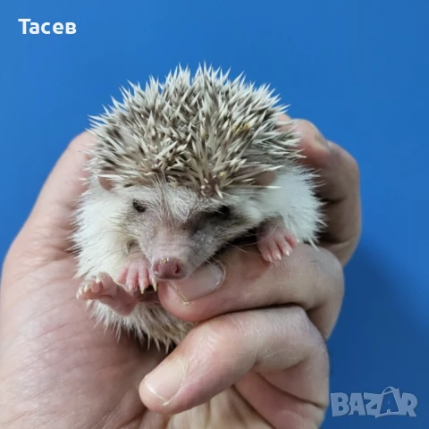 Африкански мини таралежчета, снимка 1